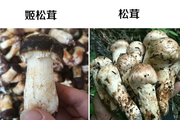 簡單幾步辨別真假松茸以及如何保管，建議收藏起來！
