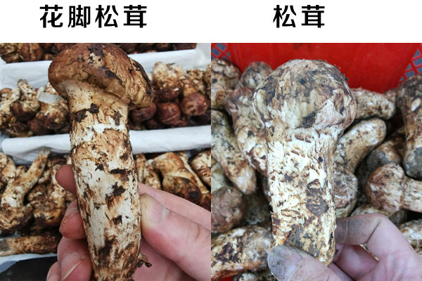 簡單幾步辨別真假松茸以及如何保管，建議收藏起來！
