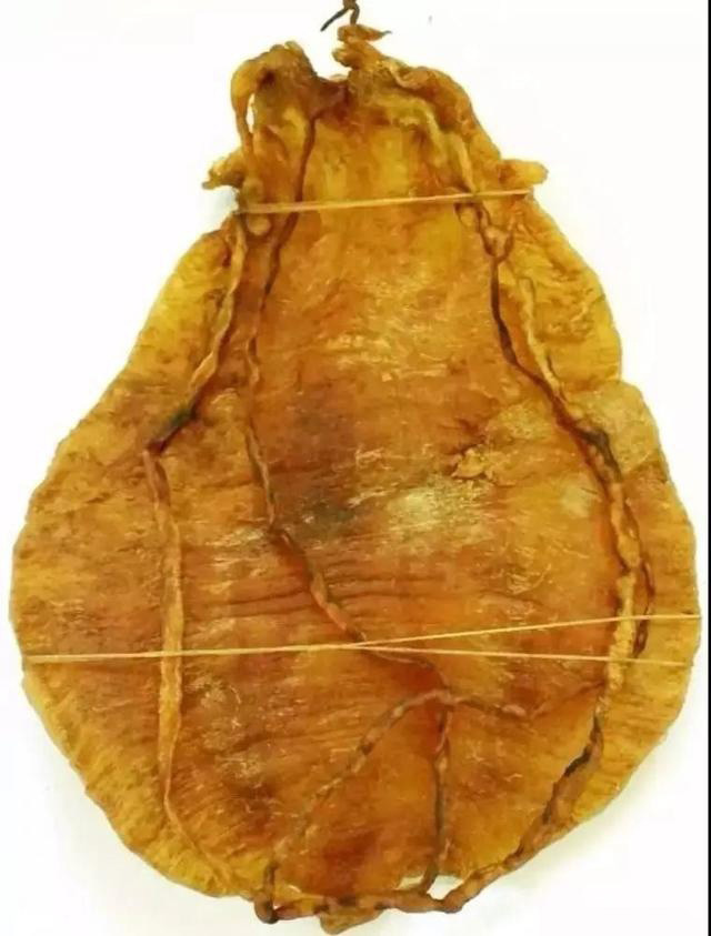魚膠也分排名？讓我們看看世界五大頂級魚膠