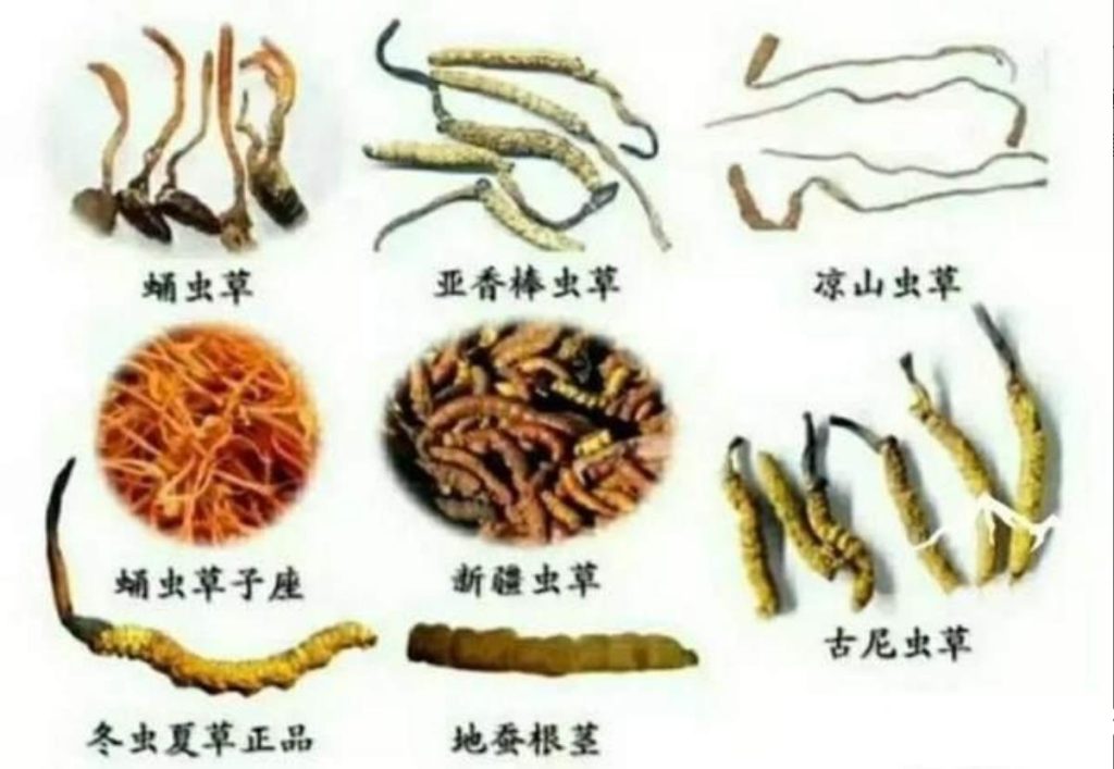 冬蟲夏草回收值多少錢？一般受哪些因素影響？
