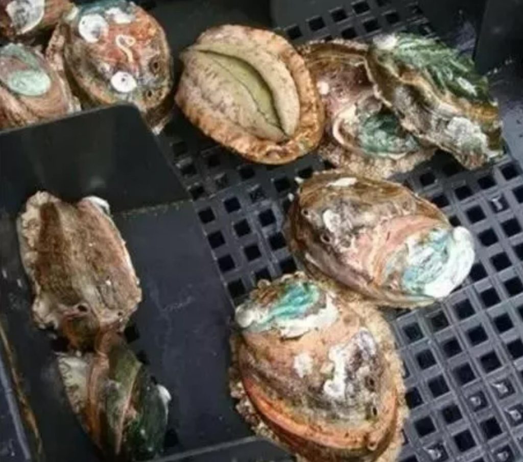 鮑魚品種大全，且還是世界頂級！
