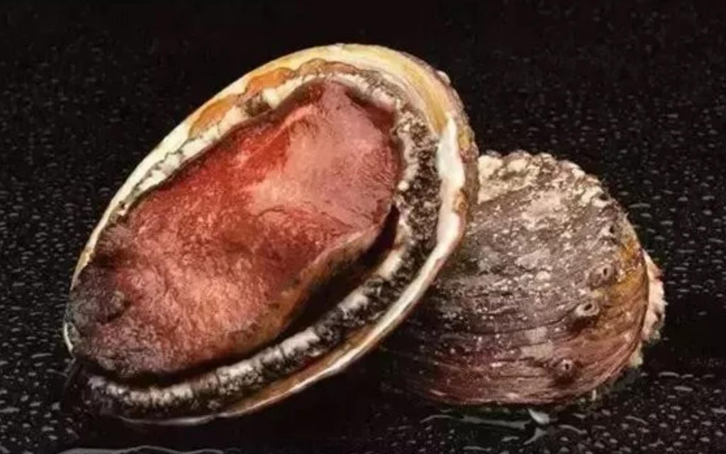 鮑魚品種大全，且還是世界頂級！