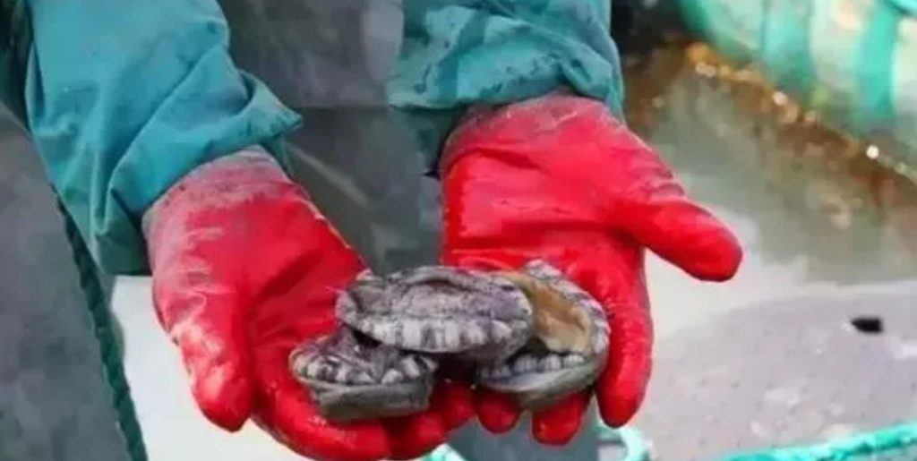 鮑魚品種大全，且還是世界頂級！
